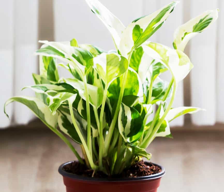 pothos is a fast-growing potted plant