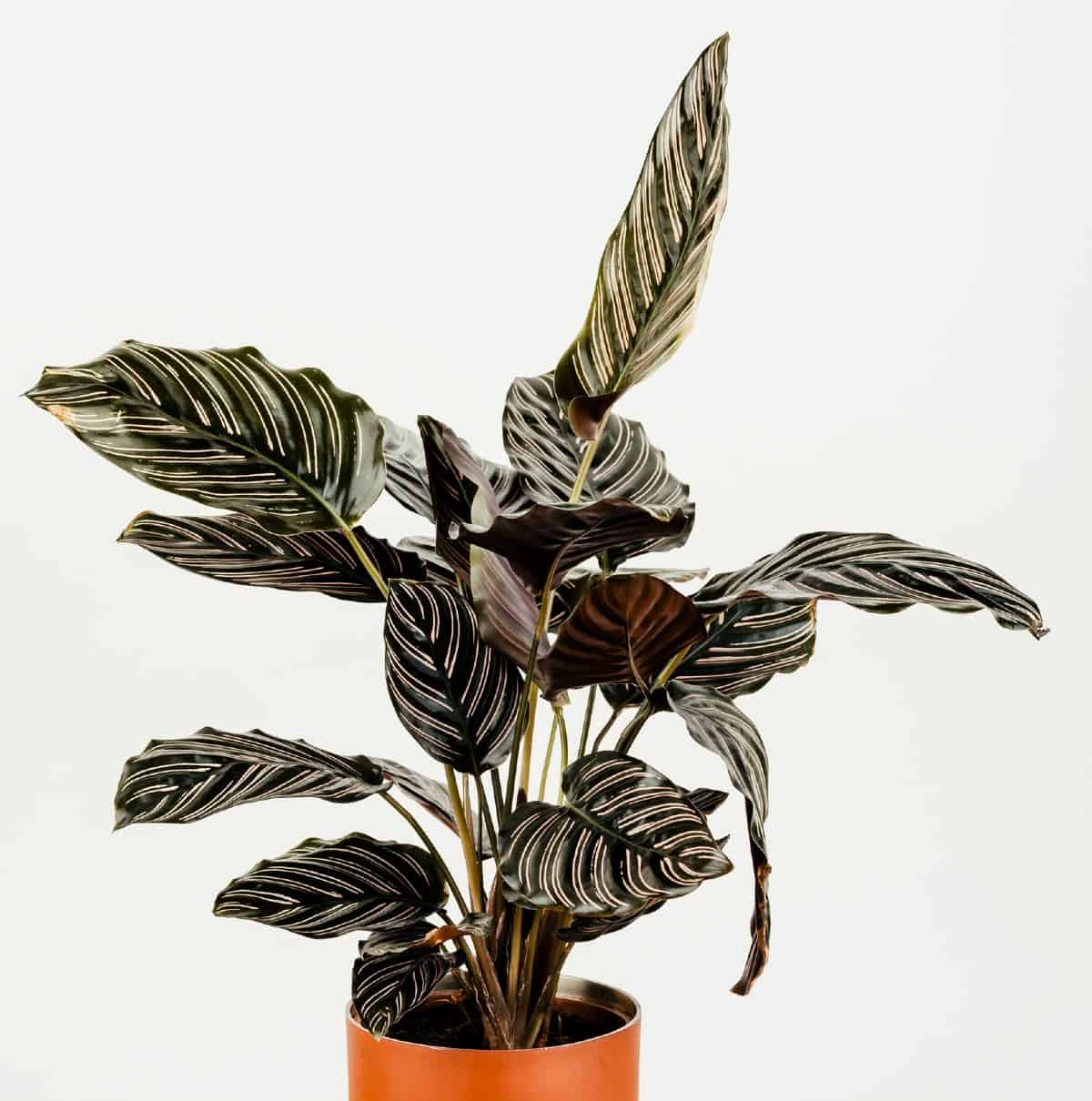 the prayer plant is easy to grow in a pot
