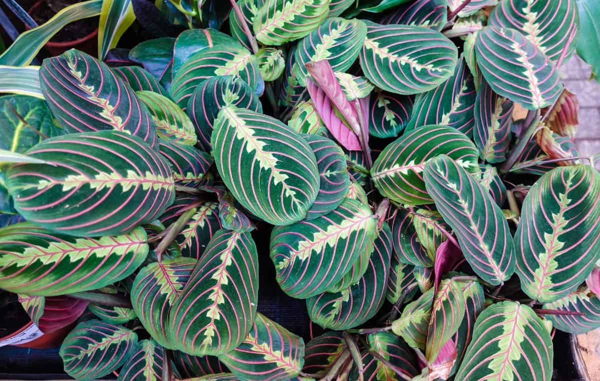 the leaves of the prayer plant fold up at night