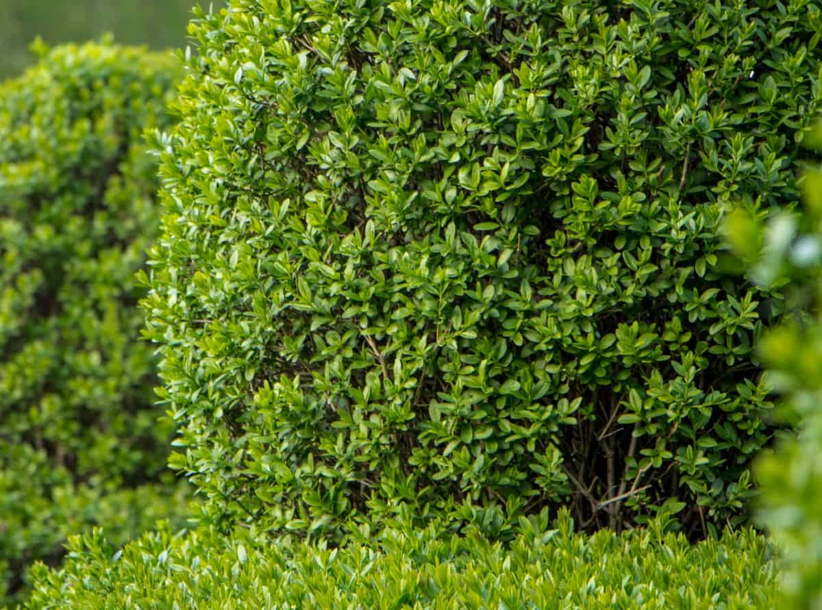 privet grows just as well in a container as it does the yard