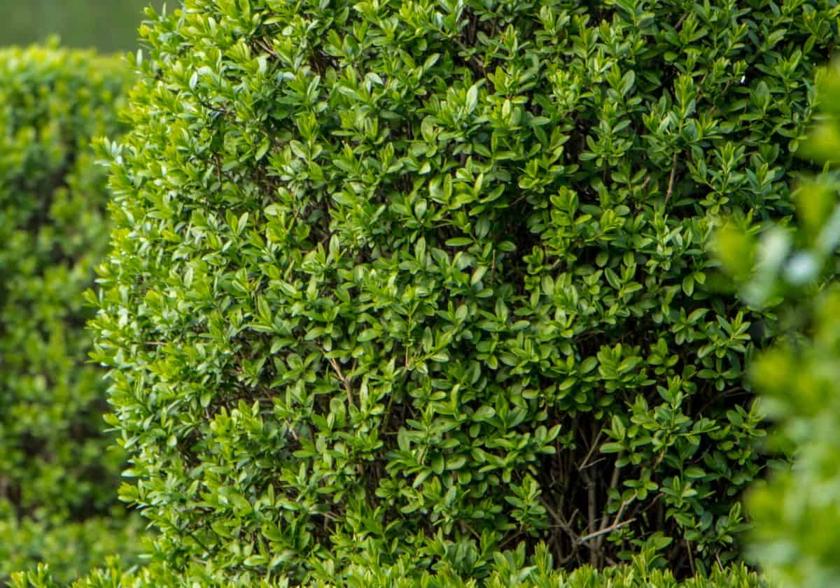 privet is one of the most popular privacy shrubs