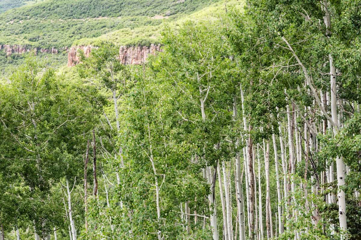 the quaking aspen is one of the fastest growing trees around