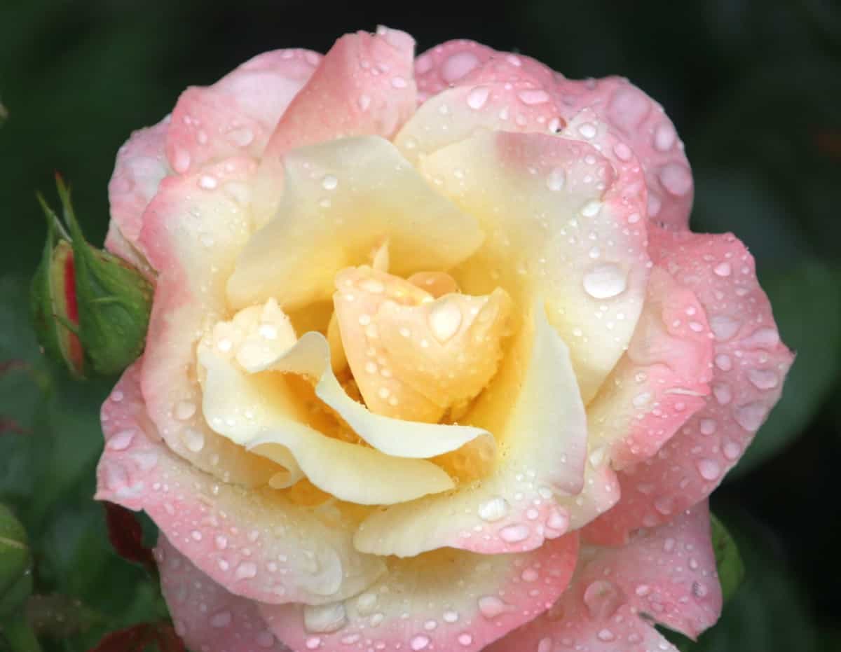 it's easy to grow the Queen Elizabeth rose bush