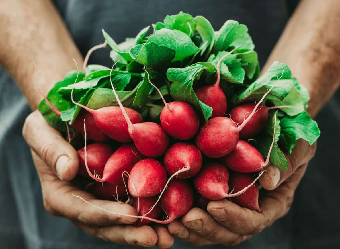 it's important to thin radish plants so they have ample room to grow