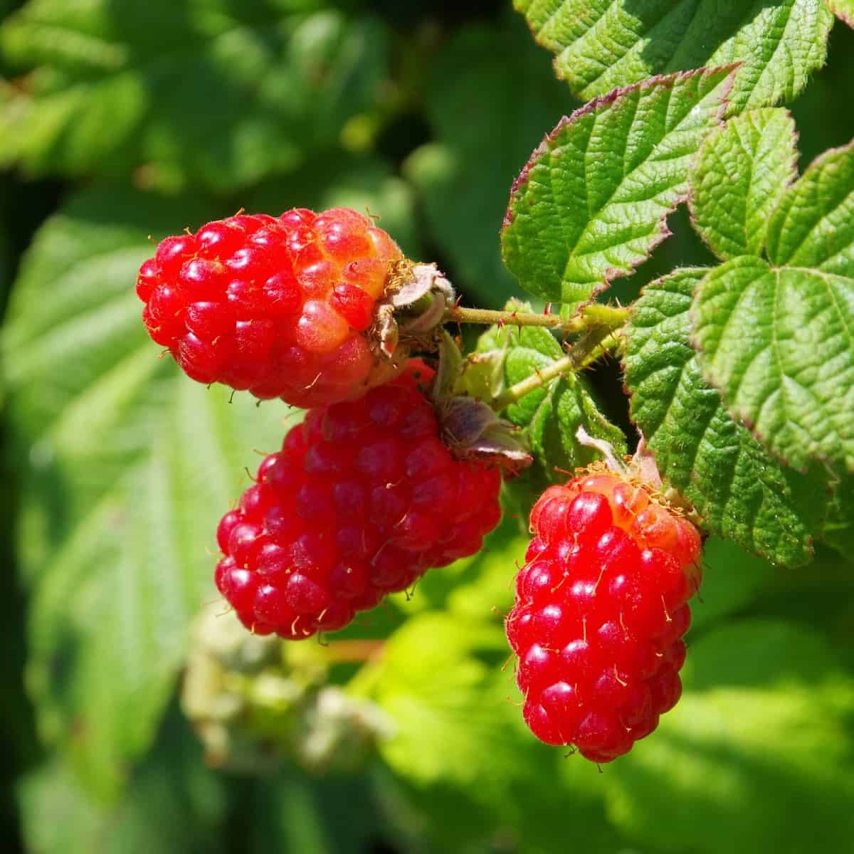 raspberry trees are ideal for small yards