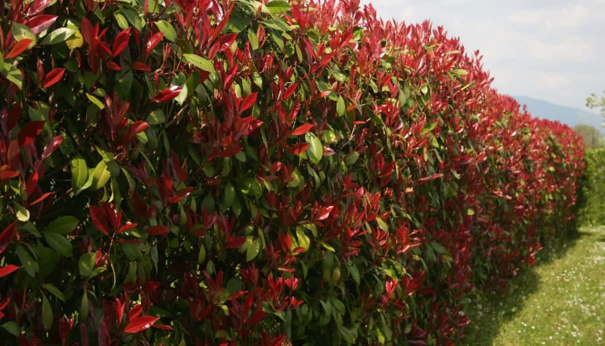 red robin or Fraser photinia, has spectacular color