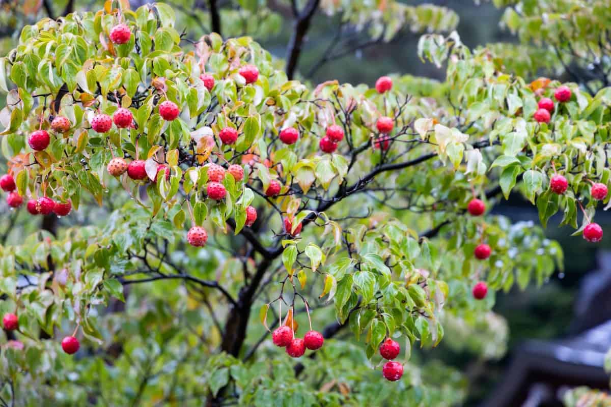 The red twig dogwood makes an amazing natural fence.