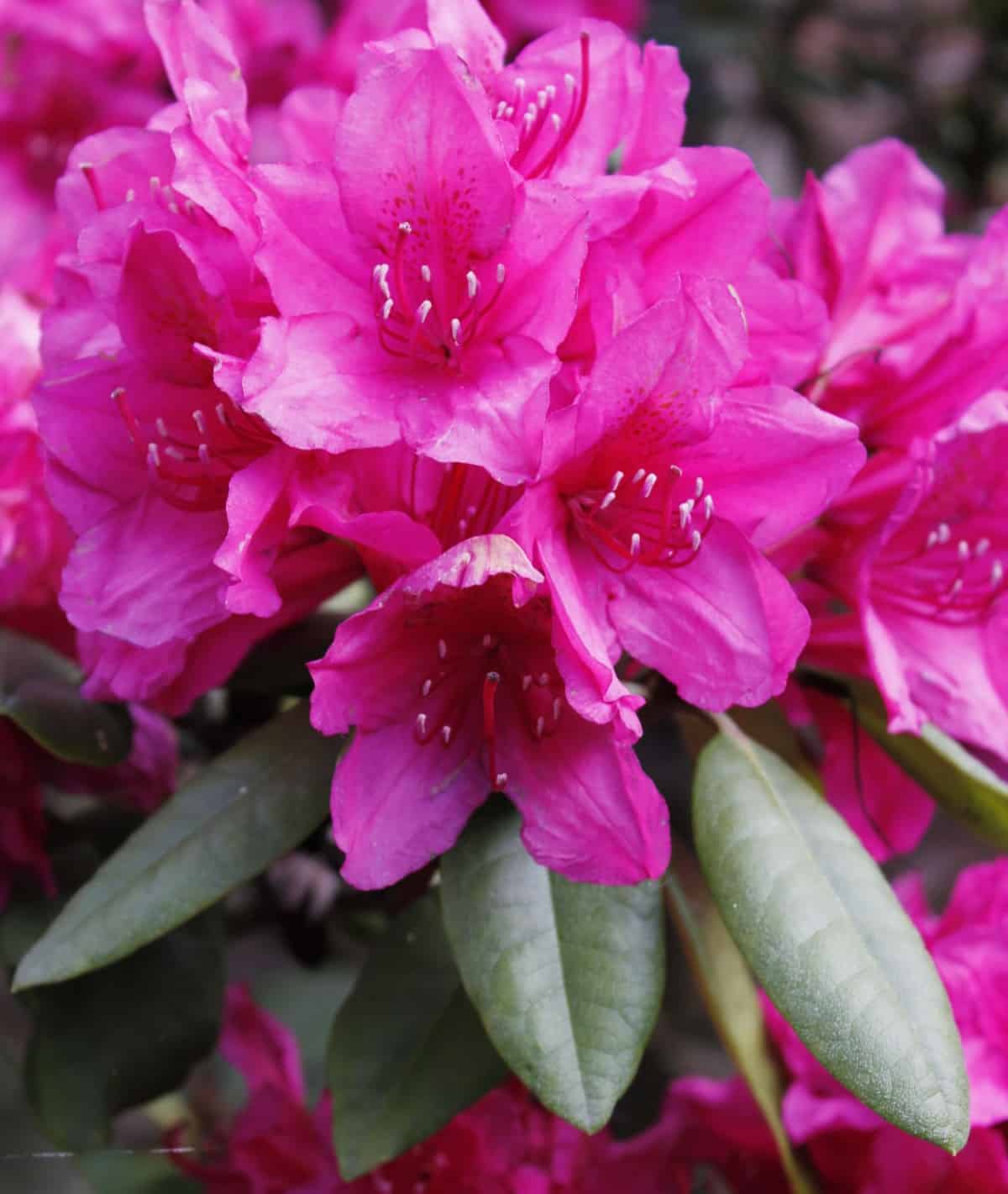 rhododendrons make an ideal evergreen container plant