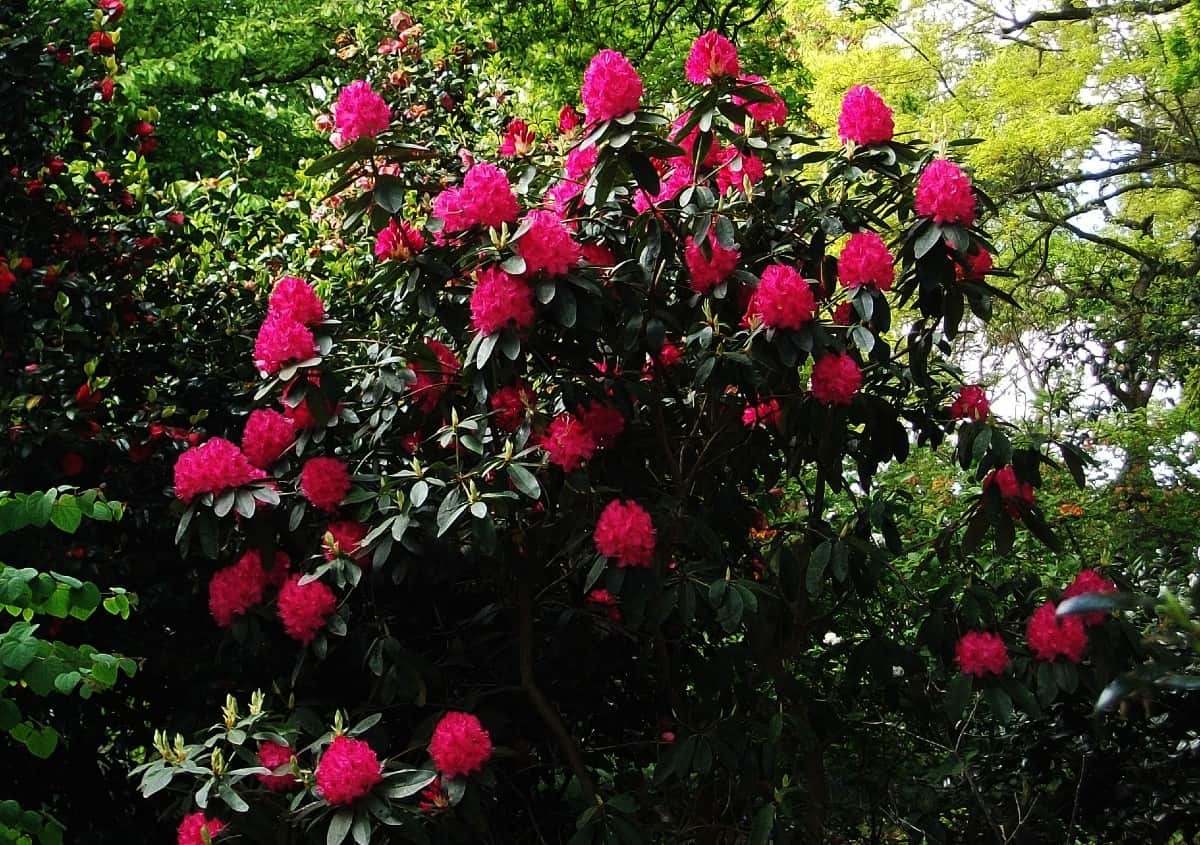 rhododendrons have shiny leaves and showy flowers