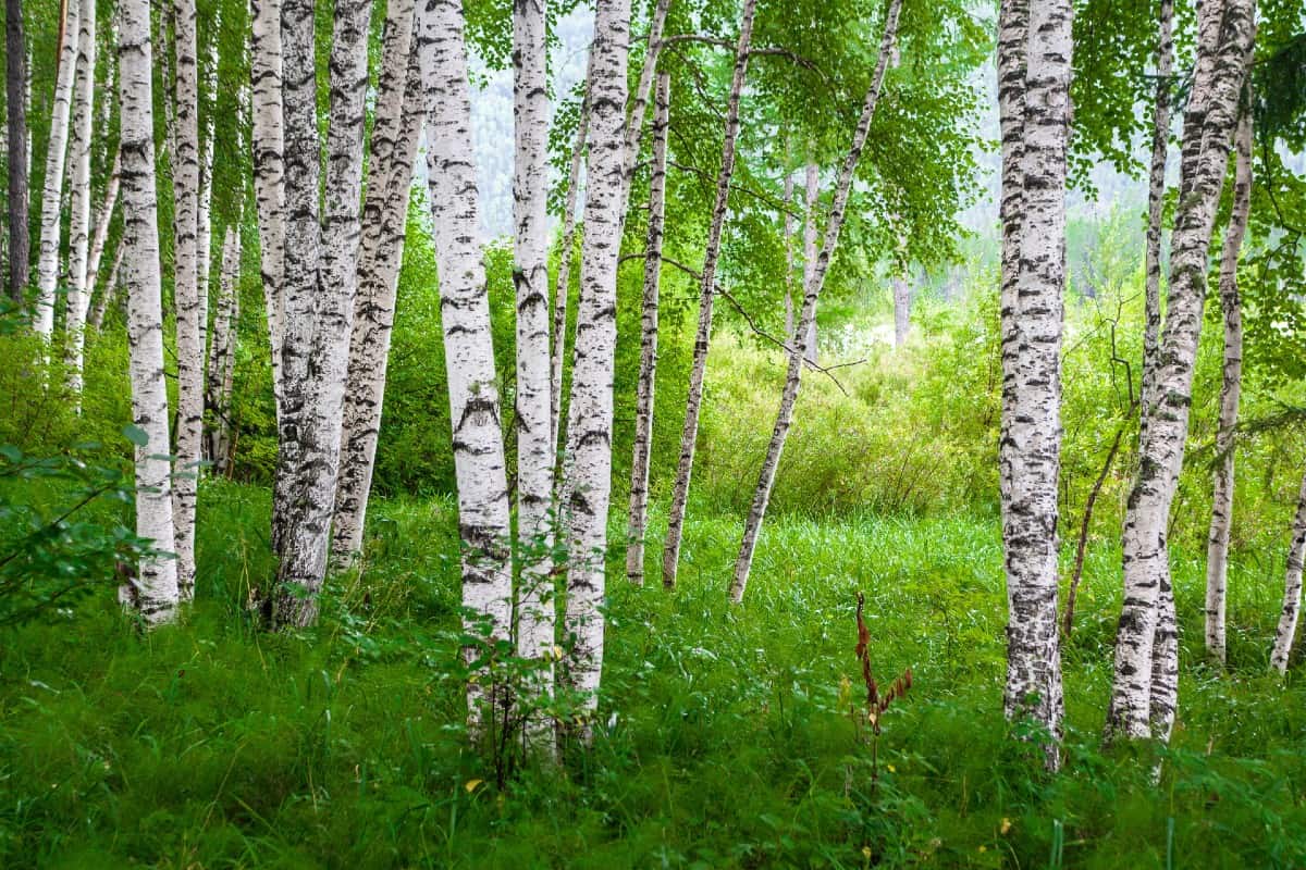 the river birch has attractive peeling bark