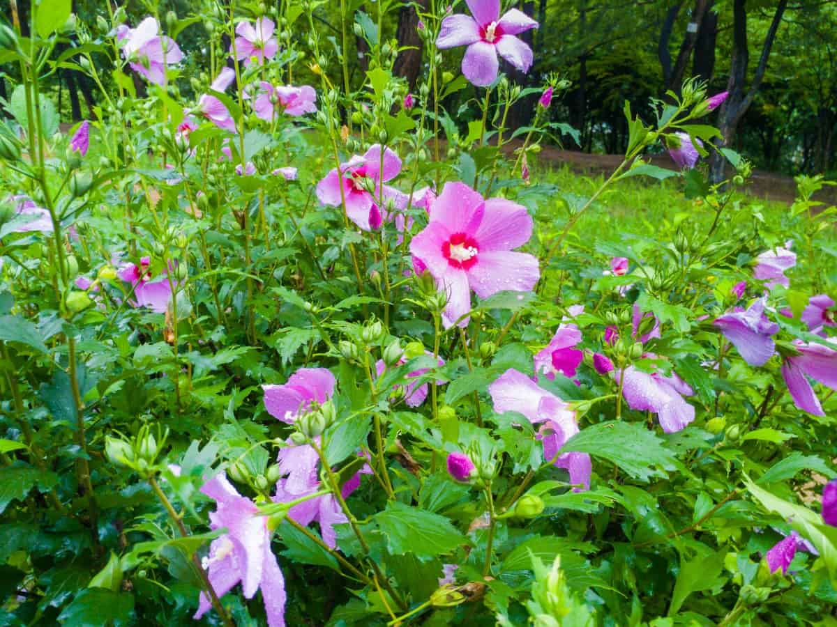 hummingbirds love the flowers of Rose of Sharon