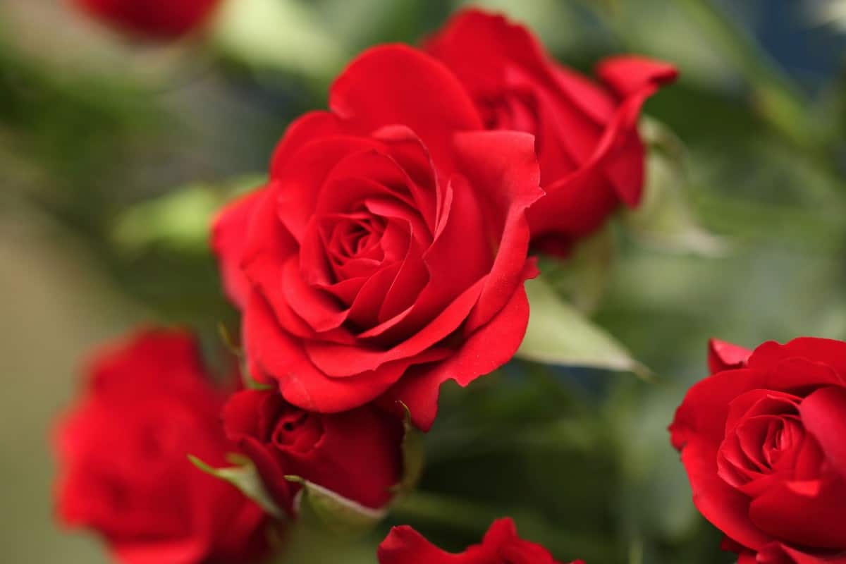 roses are amazing flowers that can find a home in virtually any garden