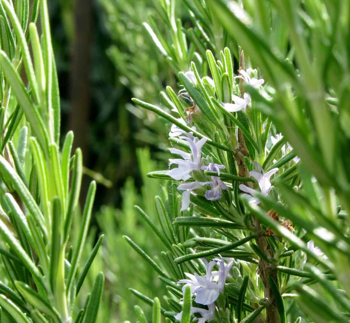 rosemary is a perennial herb that is easy to grow