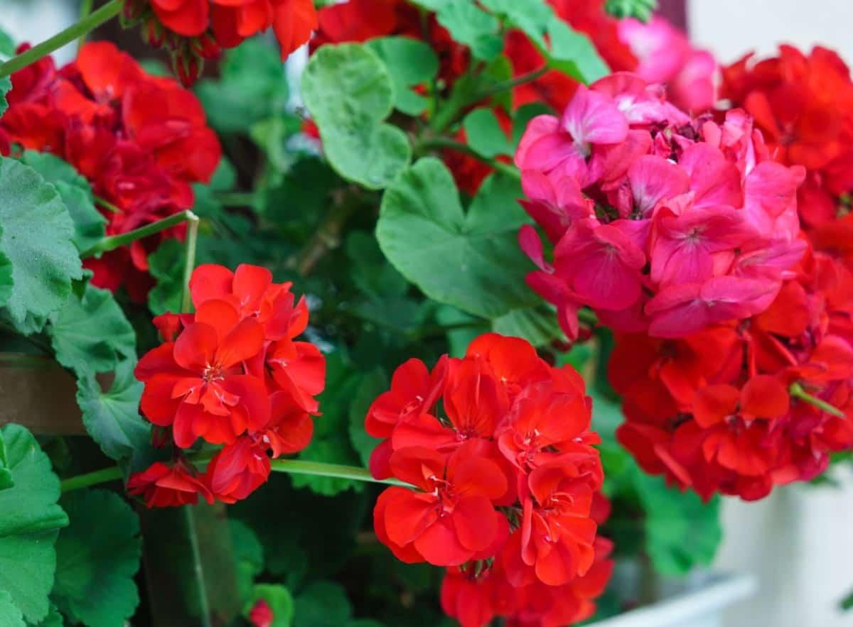 scented geraniums come in a wide variety of delicious smells