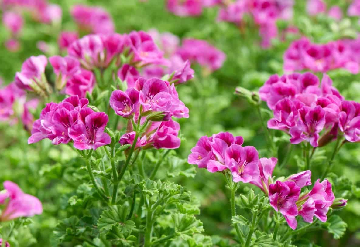 scented geraniums have a variety of spicy scents