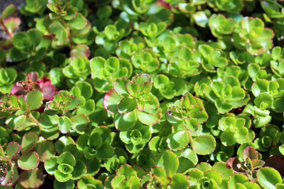 sedum has tiny flowers that love the sun