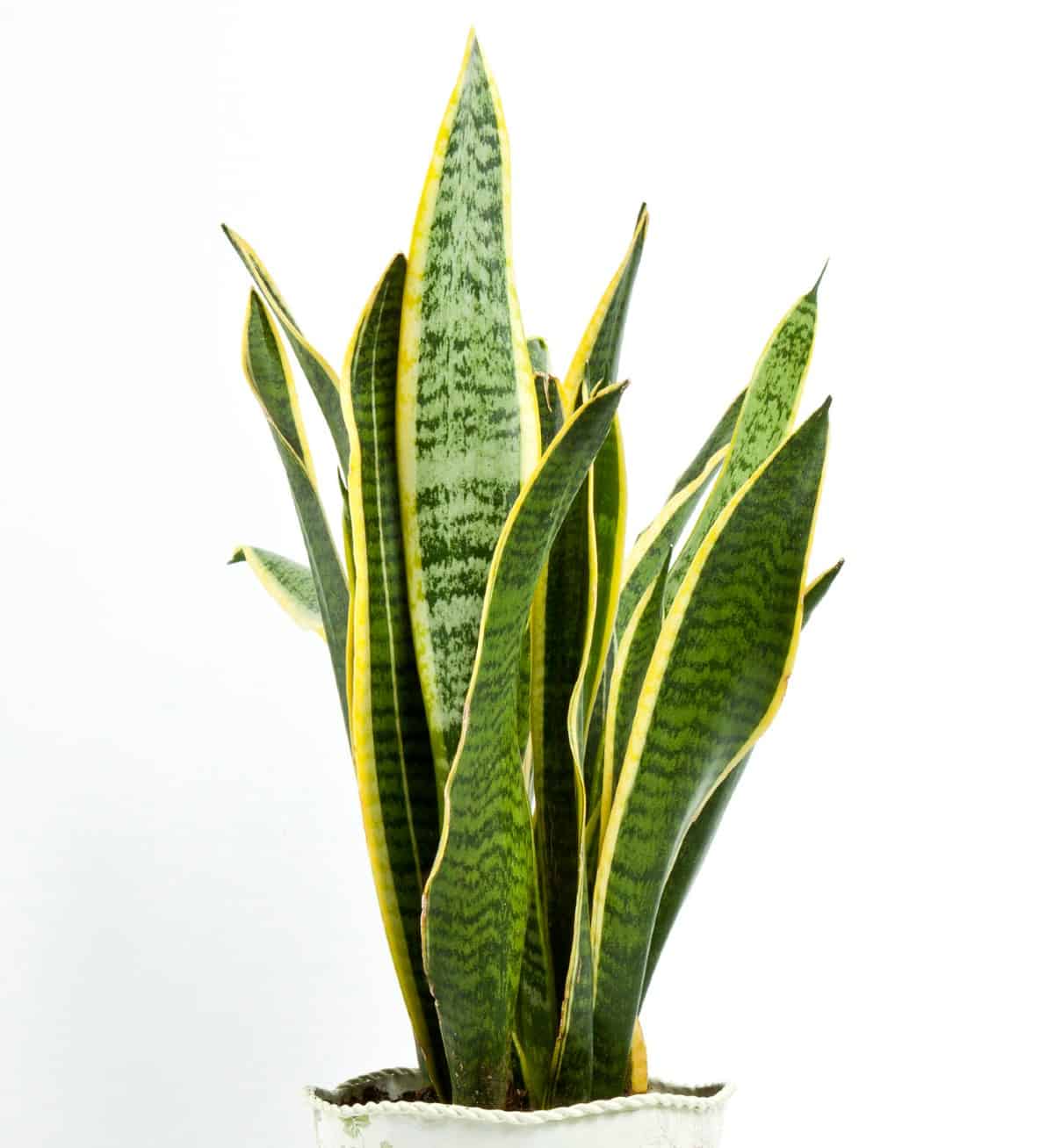 the snake plant is also called mother-in-law's tongue