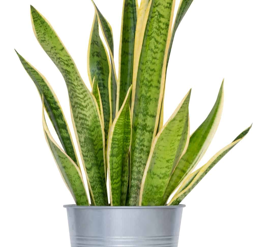 the snake plant is popularly known as Mother-in-Law's Tongue