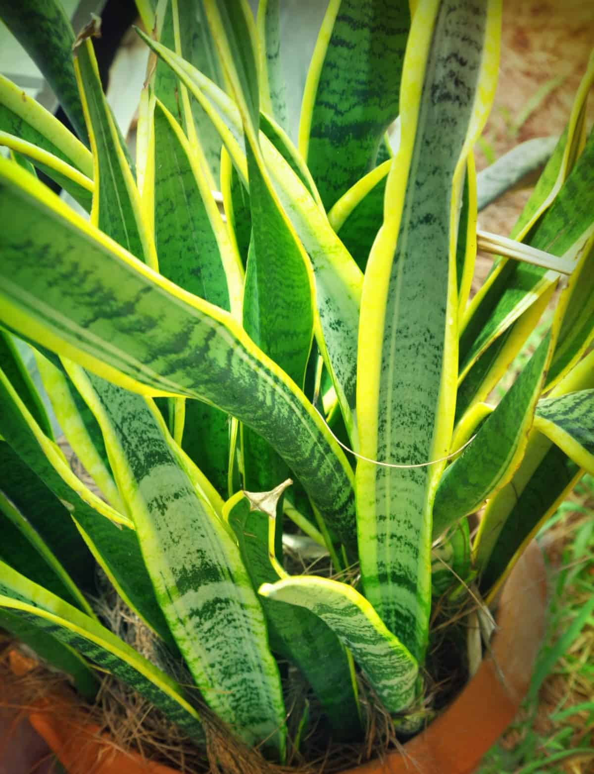 snake plants are the perfect low-maintenance plant for low light conditions