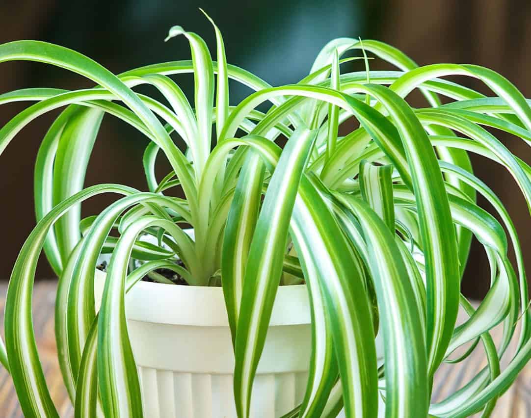 spider plants are low-light houseplants