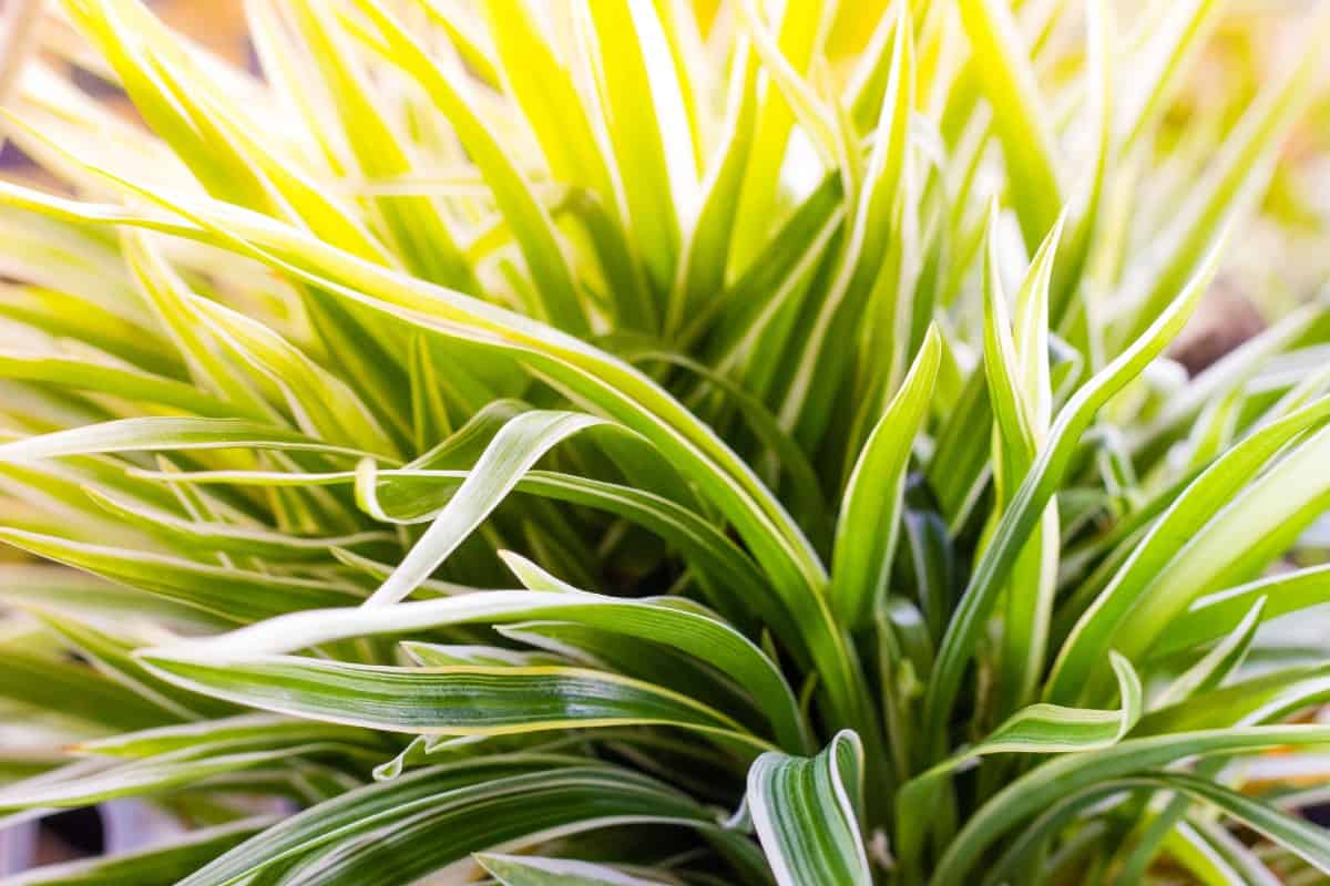 a spider plant is perfect for the bedroom