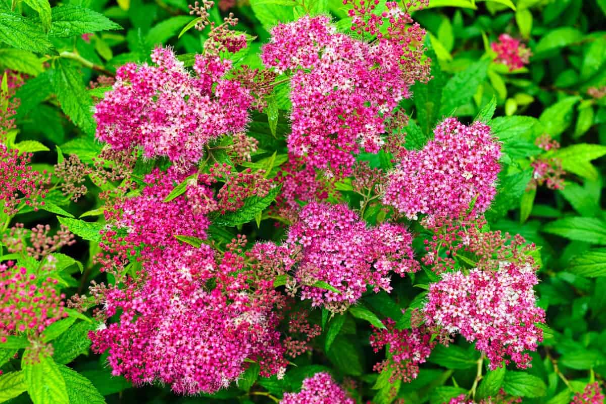 spirea is a hardy shrub with attractive foliage and flowers