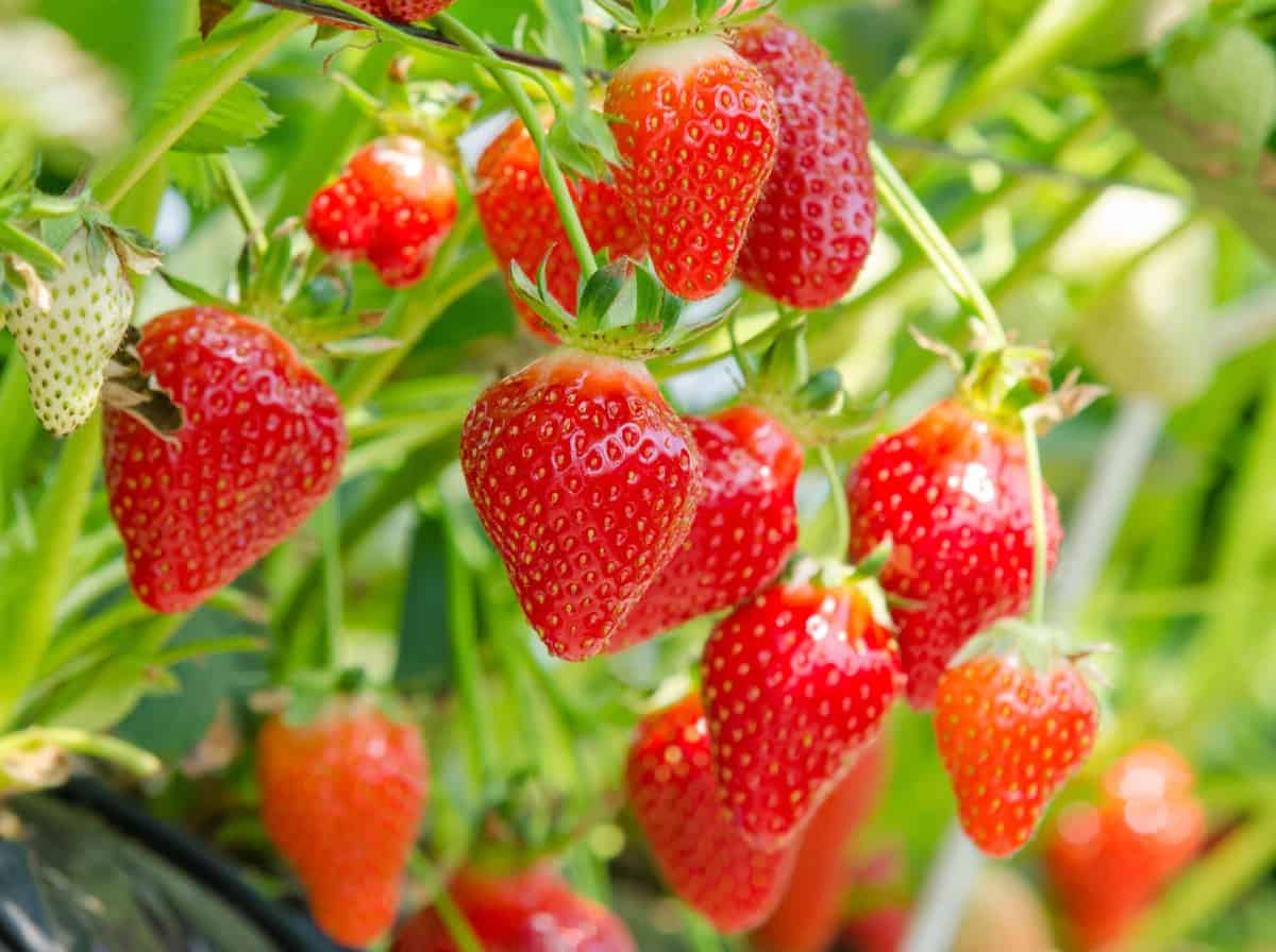 you won't find strawberries on trees but they are easy to grow anyway