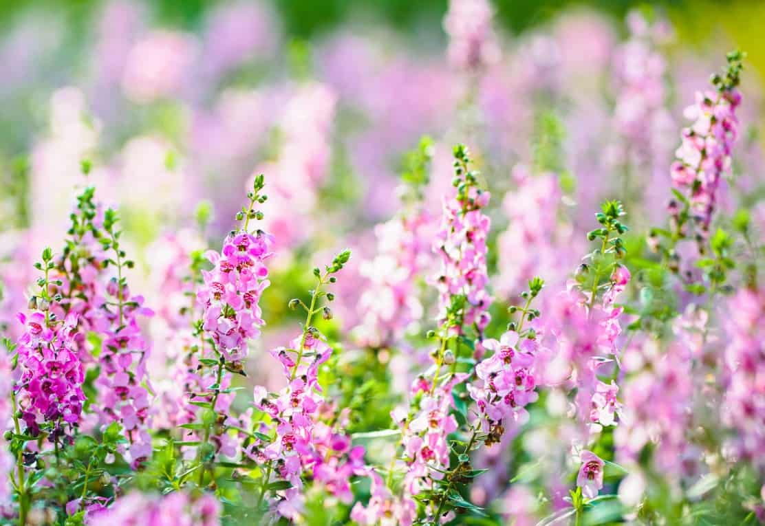 summer snapdragons are pretty container flowers