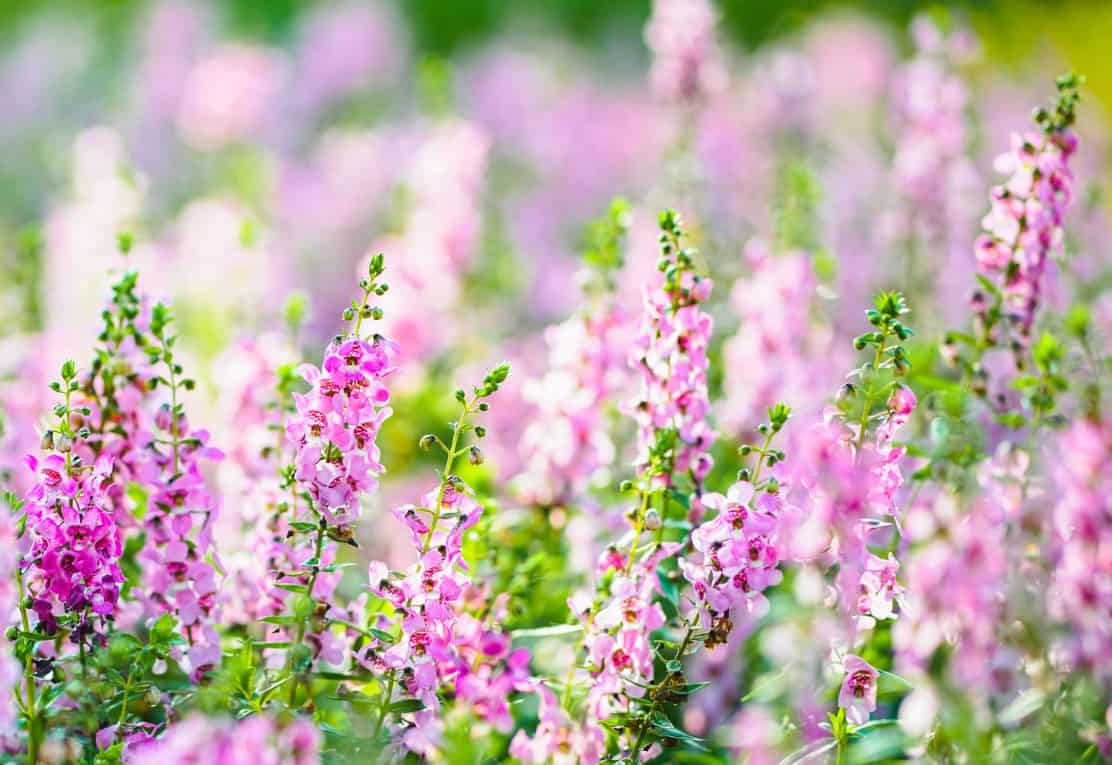 summer snapdragons are pretty container flowers