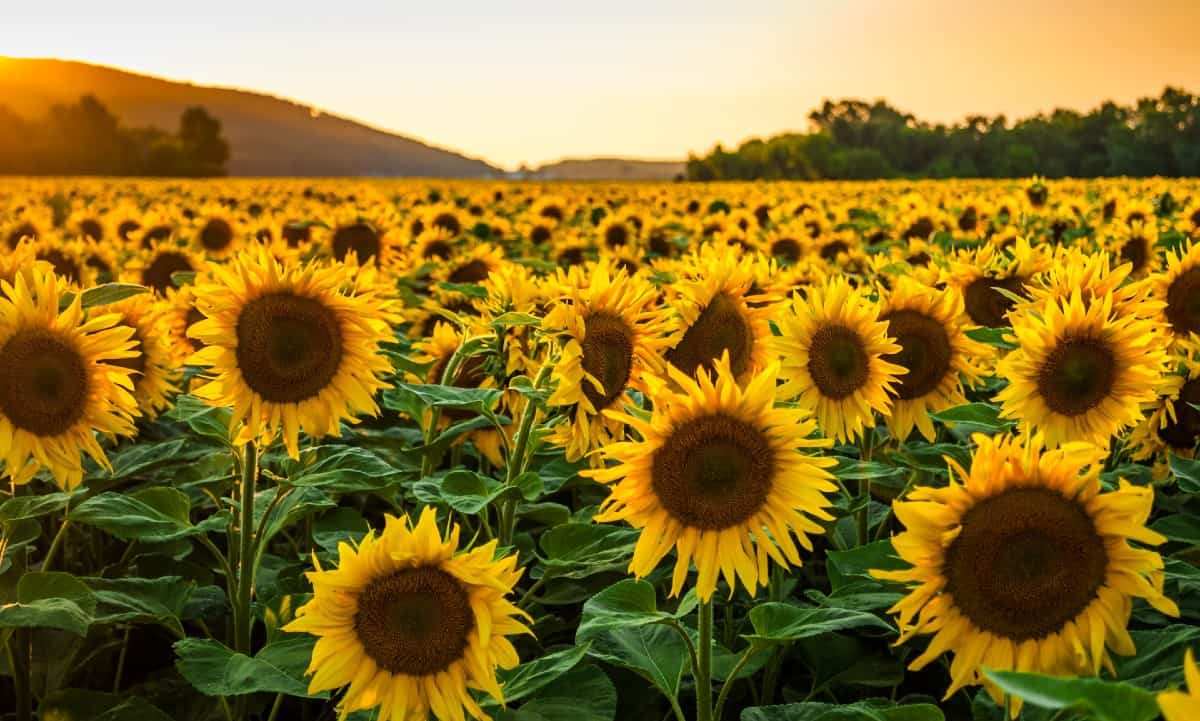 sunflowers turn toward the sun as it moves