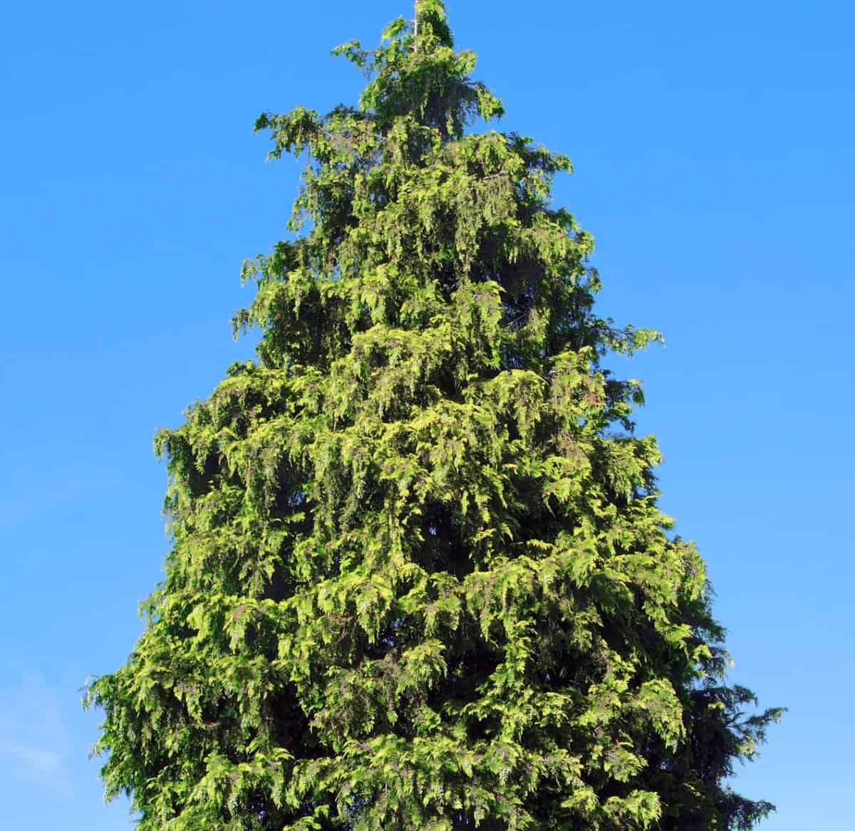 The thuja green giant is drought-tolerant and low-maintenance.