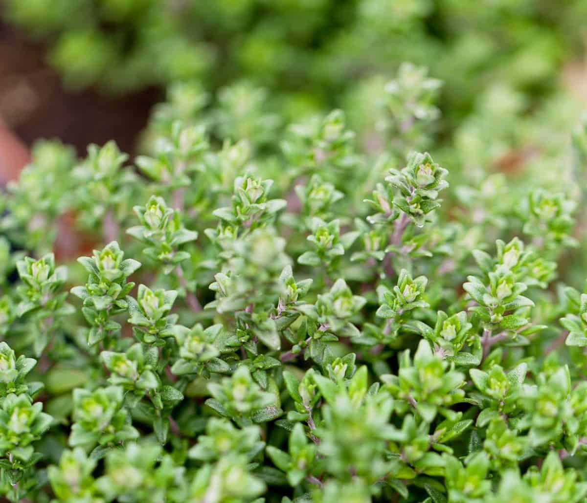 thyme is a savory herb used in cooking