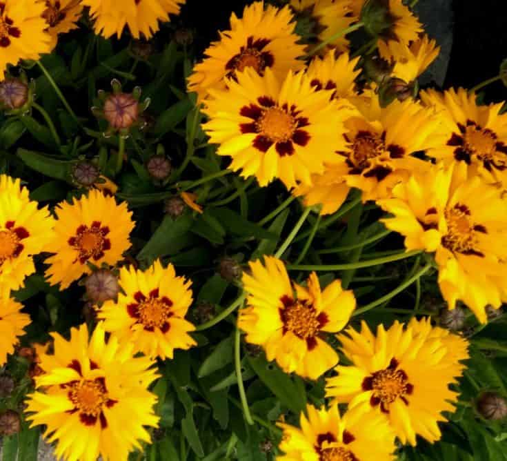 14 EasytoGrow Outdoor Flowers Perfect for Beginners