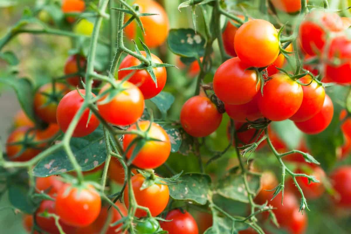 grow tomatoes easily in full sun