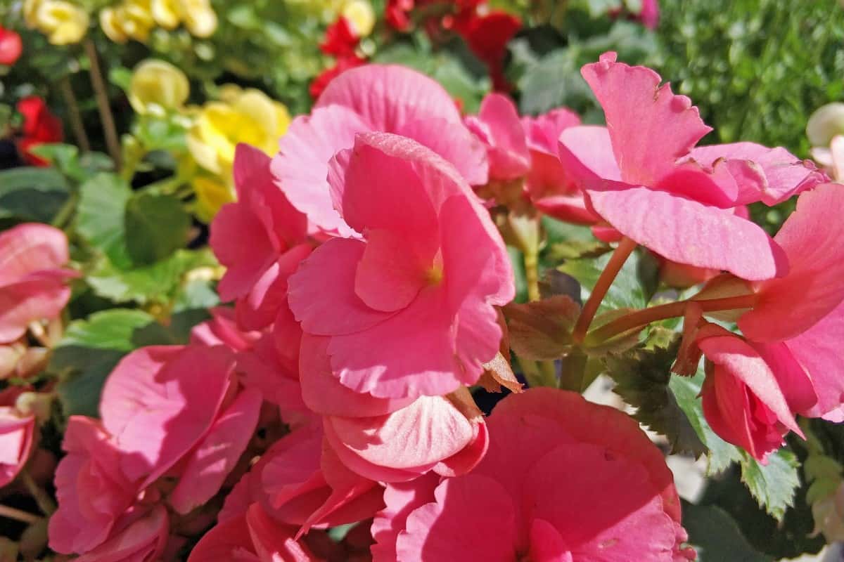 tuberous begonias are ideal for hanging baskets