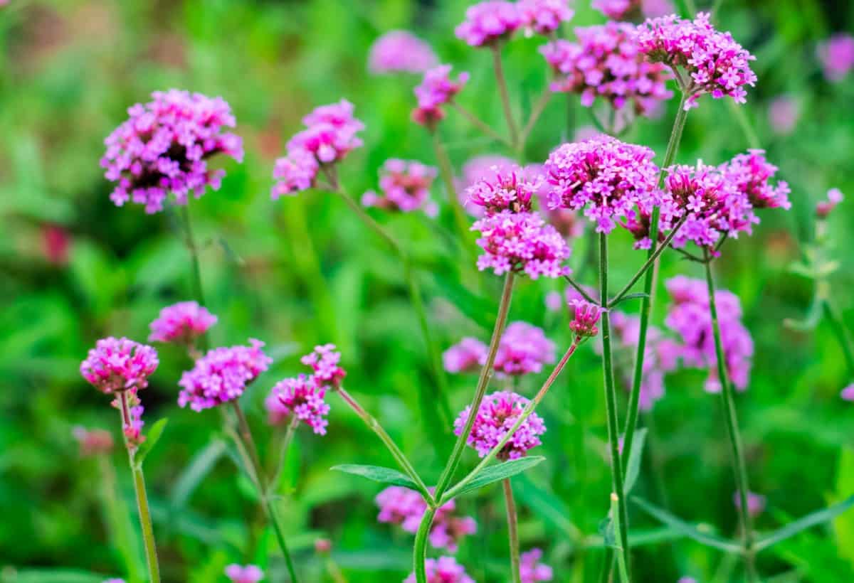 verbena is a great flowering plant for pots