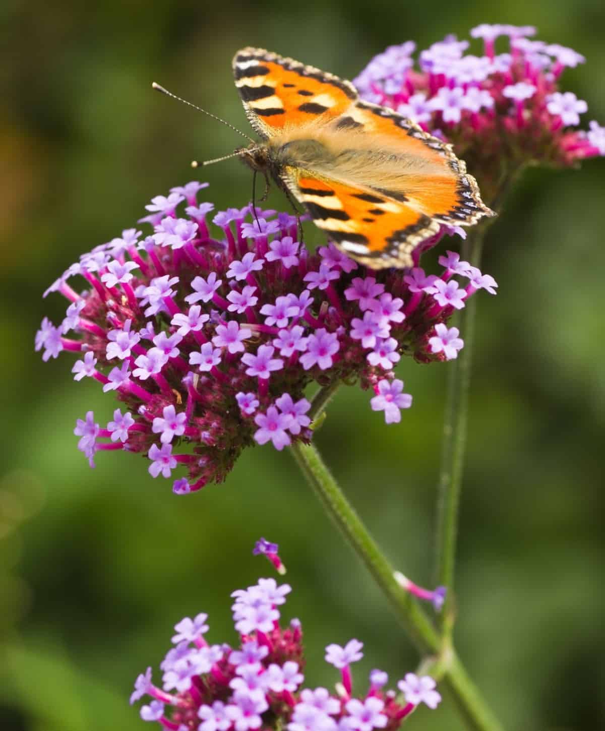 verbena comes in many different color varieties