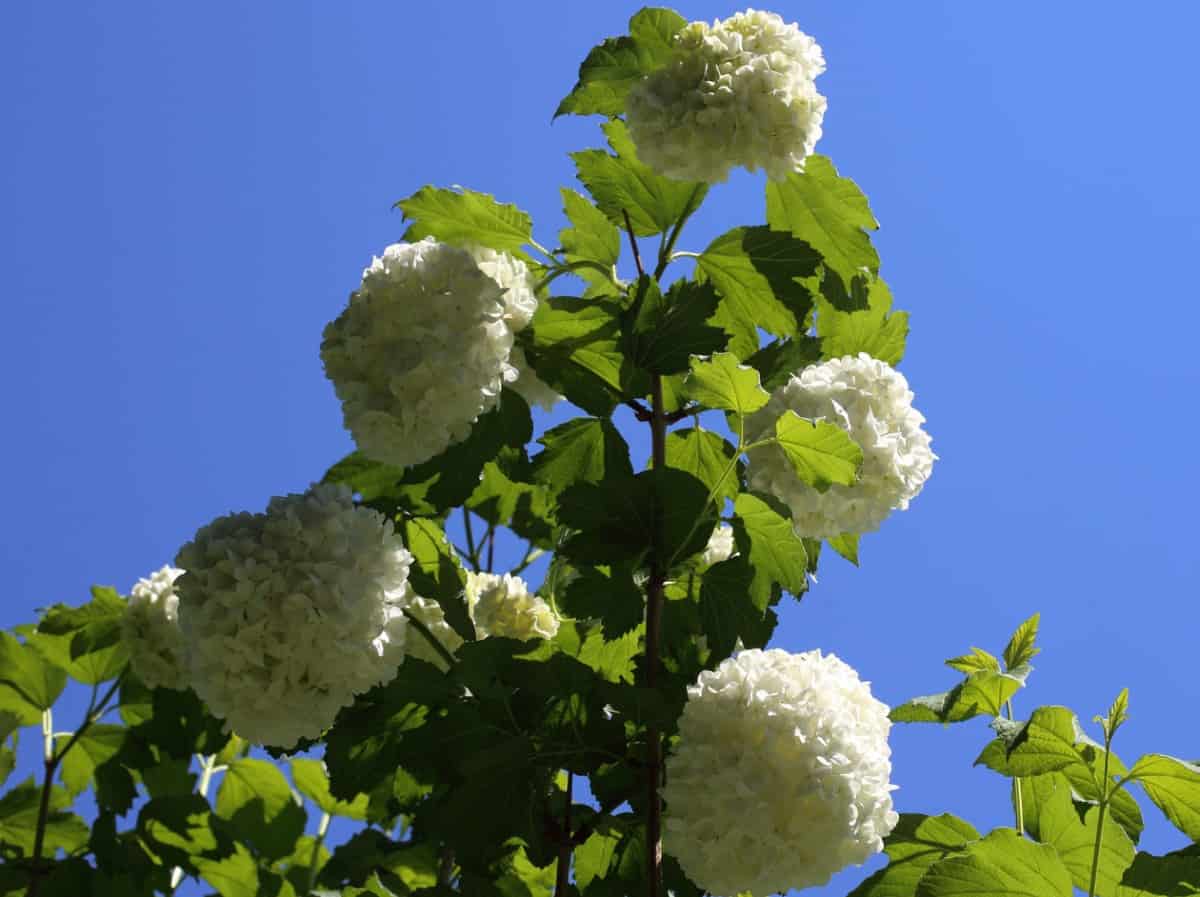 viburnum is the perfect all-season bush