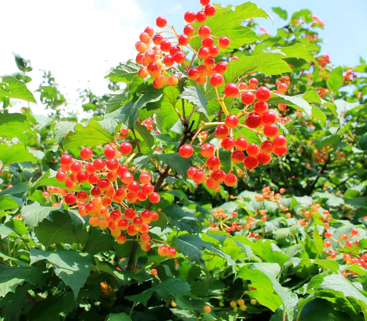 viburnum is a fast grower