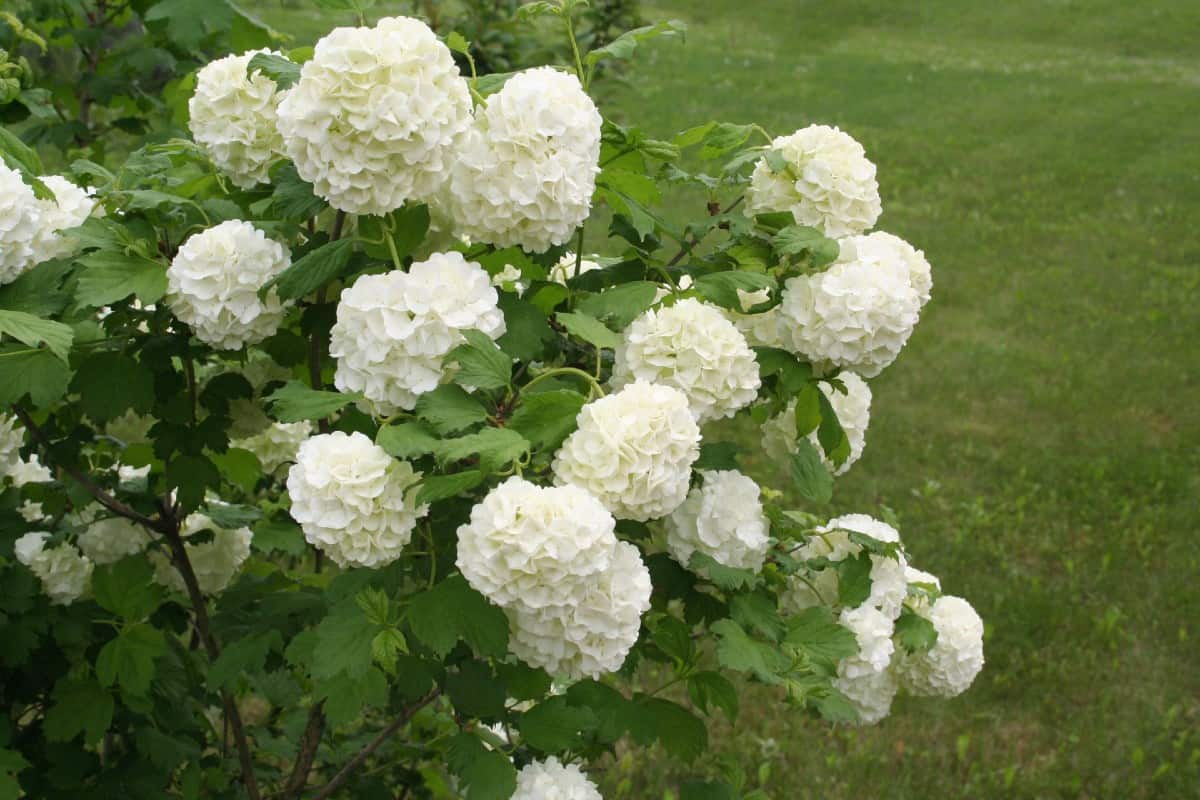 viburnum shrubs have it all - foliage, flowers and fruit