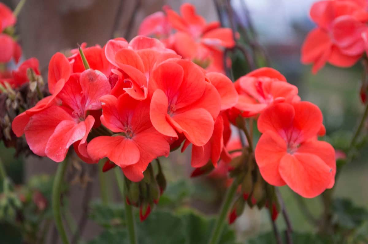 wax begonias make excellent bedding flowers