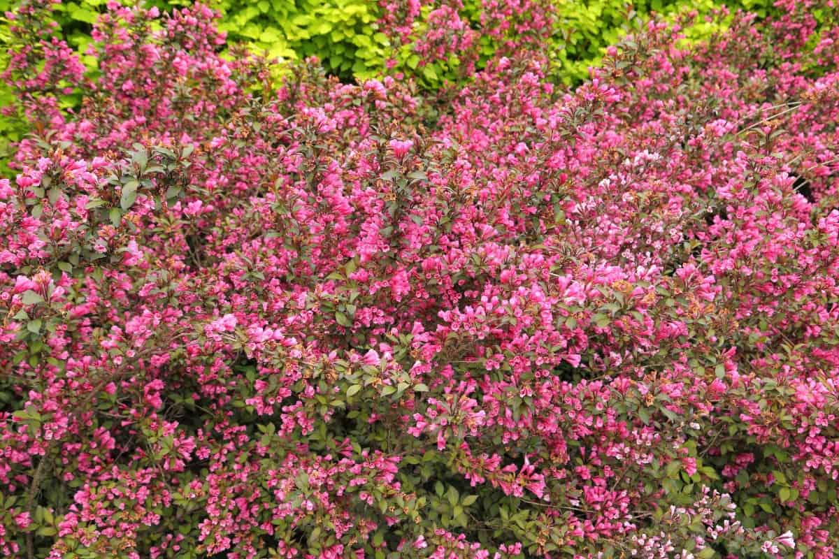 weigela is a low-maintenance bush