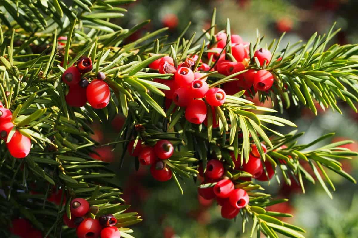 the yew is an evergreen that flowers in late winter