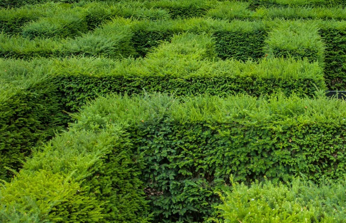 The yew is easy to grow and lives a long time.