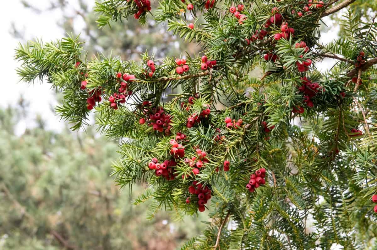 yew shrubs are perfect for the front of your house