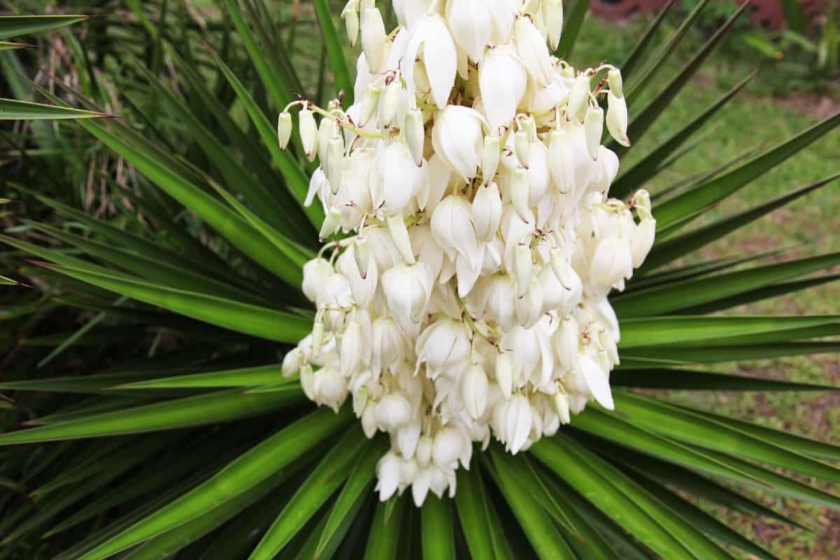yucca adds a lot of visual interest and grows best in full sun