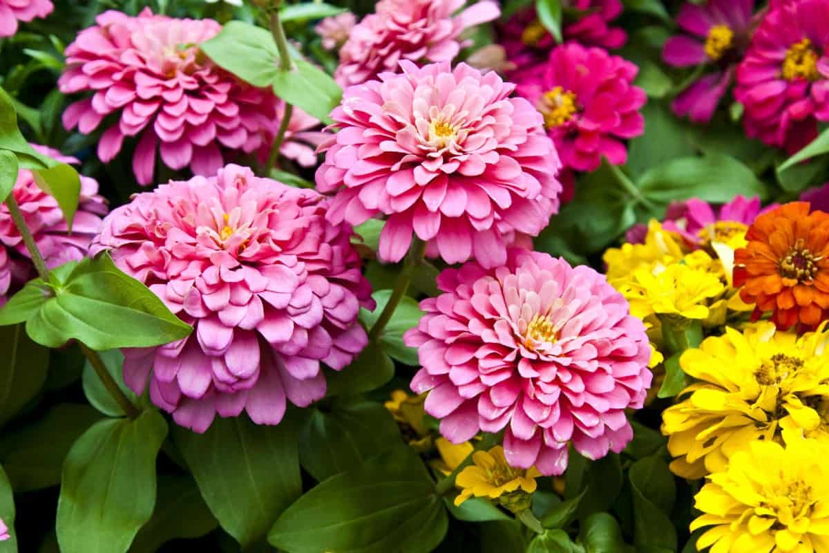 grow zinnias in pots and use them as cut flowers for a gorgeous display