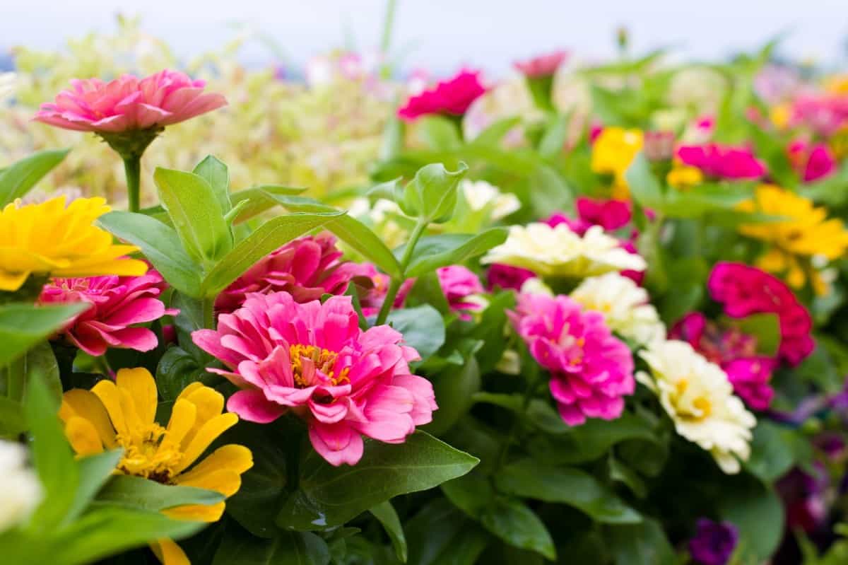 zinnias come in a variety of colors and attract butterflies