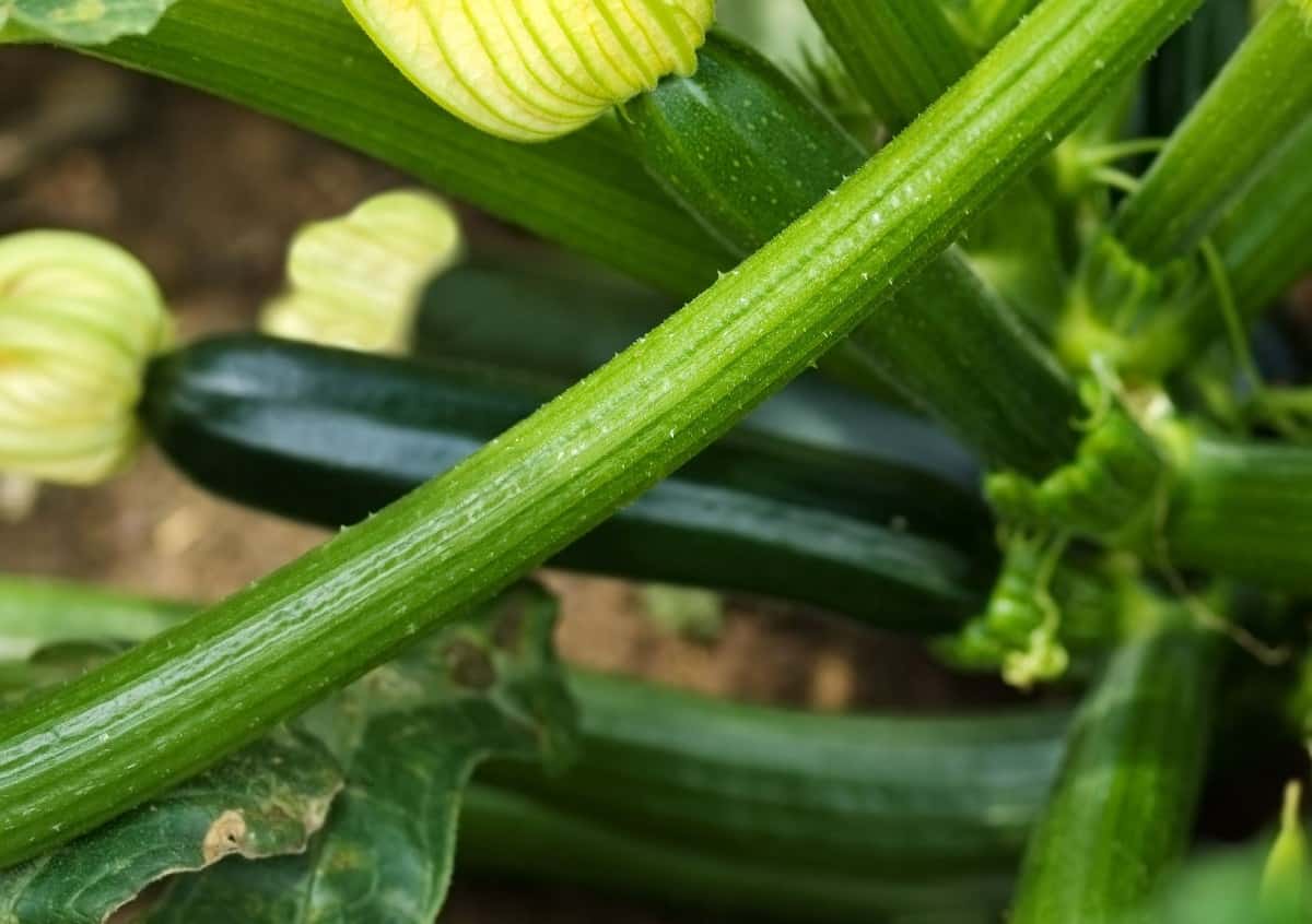zucchini is an easy to grow edible veggie