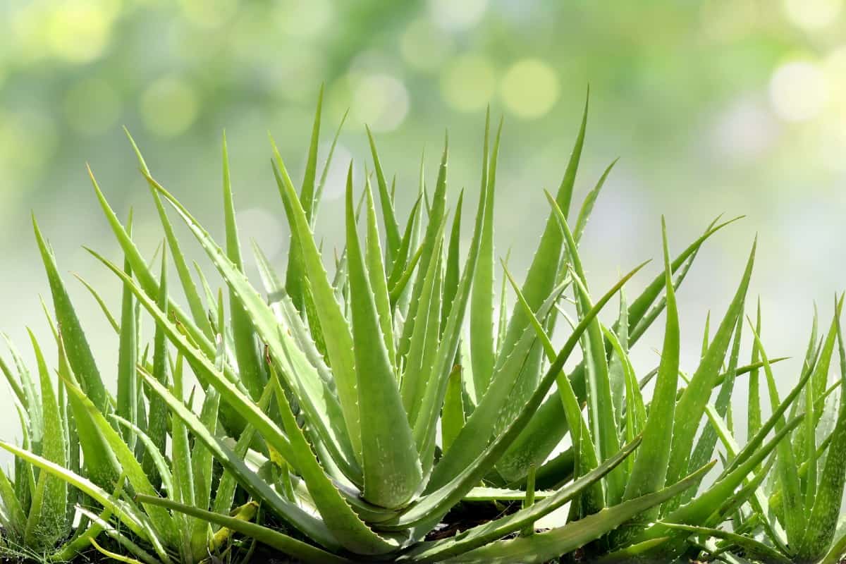 The gel in the leaves of the aloe vera plant has healing properties.